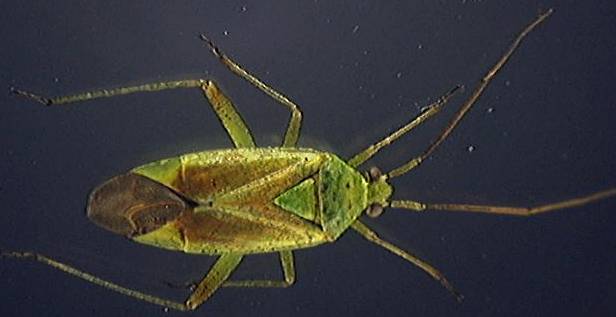 Adelphocoris lineolatus